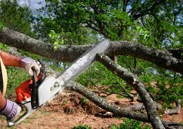 Best Fruit Tree Pruning  in Poncha Springs, CO