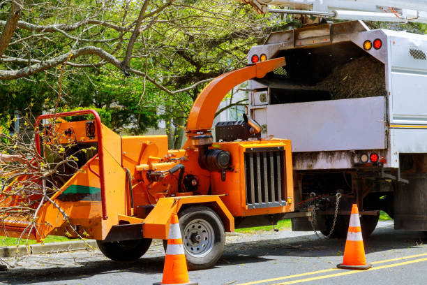 Best Root Management and Removal  in Poncha Springs, CO